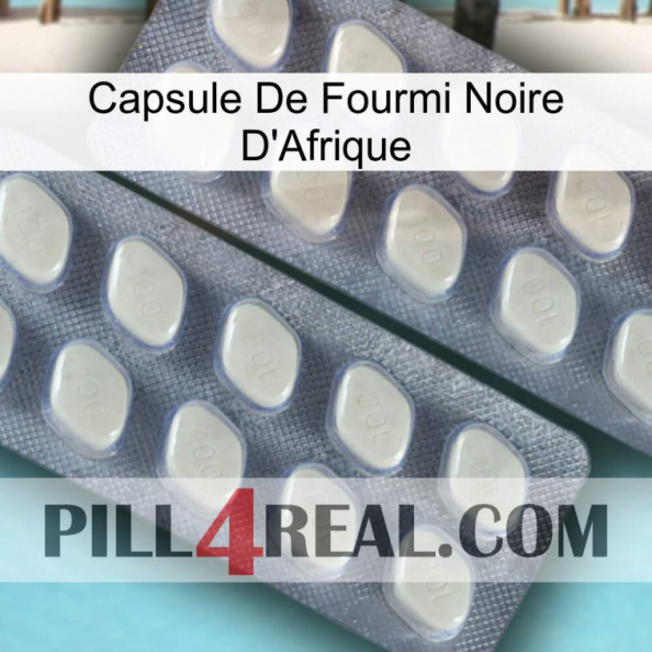 Africa Black Ant Capsule 07.jpg